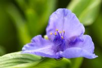 Tradescantia ohiensis - Spiderwort flower