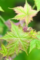 Rubus peltatus - Sir Harold Hillier Gardens/Hampshire County Council, Romsey, Hants, UK