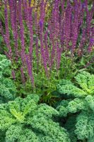 Brassica - Curly Kale in the flower border with Salvia nemerosa