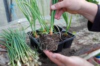 Using shallots as spring onions - Extend season by growing in trays in greenhouse