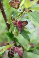 Taphrina deformans - Peach leaf curl on almond leaf