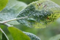 Syrphidae - Hoverfly larva feeding on mealy plum aphids