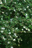 Rosa sericea subsp. omeiensis f. pteracantha - Sir Harold Hillier Gardens/Hampshire County Council, Romsey, Hants, UK