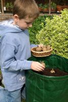 Boy placing chitted seed potatoes in patio planter bag
