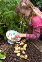 Young girl placing freshly dug 'Maris Bard' potatoes into kitchen colander 