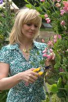 Woman cutting Lathyrus odoratus 'Mrs R Bolton' - Sweet peas for the flower vase