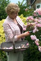 Woman dead-heading Shrub Rose 'Bonica' to encourage repeat flowering