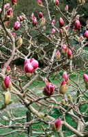 Magnolia 'Garnet' - Caerhays Castle Gardens, St Austell, Cornwall
