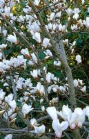 Magnolia x soulangeana 'Pickards Sundew' - Caerhays Castle Gardens, St Austell, Cornwall
