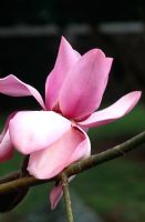 Magnolia campbellii var. mollicomata x sargentiana var robusta 'Mrs F J Williams' - Caerhays Castle Gardens, St Austell, Cornwall