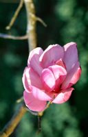 Magnolia sprengeri var.diva 'Burncoose' - Caerhays Castle Gardens, St Austell, Cornwall