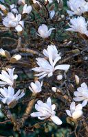 Magnolia stellata - Caerhays Castle Gardens, St Austell, Cornwall