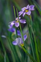 Sisyrinchium montanum - Blue-eyed grass