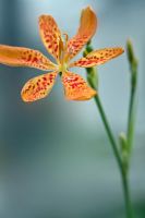 Belamcanda chinensis nana 'Dwarf Yellow' -  Blackberry lily