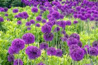 Allium hollandicum 'Purple Sensation' AGM and the light green foliage of Helenium 'Riverton Beauty' in the Oudolf borders at RHS Wisley during May