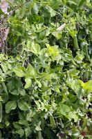 Pea 'Feltham First' in early June