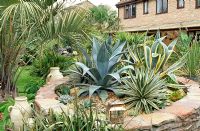 Central Agave bed with pots on left. Main plants left to right, Butia capitata, Agave americana, Agave angustifolia 'Marginata' and Agave americana 'Variegata' - Beechwell House, Yate, South Gloucestershire