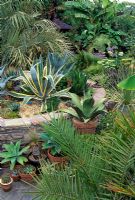 Main agave bed. Foreground Phoenix canarensis, behind in pot and Agave ferox. In bed, Agave americana 'Variegata' and Agave Americana - Beechwell House Garden, Yate, South Gloucestershire