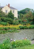 View across the fishpond to the house, Candelabra primulas and Iris at edge of pond - Llanllyr Garden, Talsan, Ceredigion, Wales