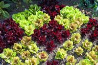 Lettuces 'Bijou' and 'Freckles' planted in a chequerboard style at RHS Harlow Carr