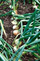 Allium 'Senshyu Yellow' onions from October sown sets and approaching harvest in mid June
