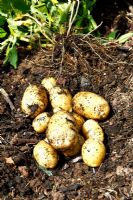 First Early Potato 'Accent' planted mid March - yield from one tuber shown June 17