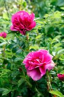 Rosa 'Roseraie de l'Hay' AGM