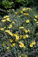 Halimium lasianthum subsp formosum 'Sandling'