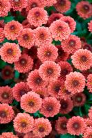 Chrysanthemum 'Lexy Red'