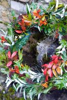Christmas foliage wreath - Mistletoe, Trachelosperum jasminoides, Rosemary, Iris foetitissima, Sedum and Senecio