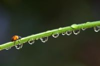Coccinella septempunctata - Ladybird on a grass stem with rain drops