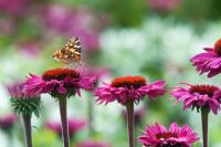 Vanessa cardui - Painted lady butterfly on echinacea flowers, in a summer border