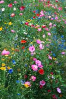 Wildflowers - Poppies, Mallow and Cornflowers in grassy bank