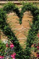 Topiary Heart shape