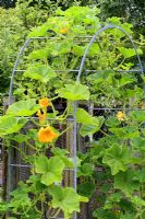 Cucurbita 'Black Forest' trained up a metal arch support frame