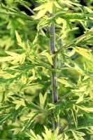 Artemisia vulgaris 'Oriental Limelight' - Variegated Mugwort