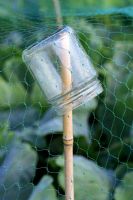 Recycled glass jam jar on bamboo cane with netting for pest control and plant protection