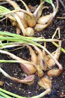 Allium cepa - Shallots ready to harvest, shown by dying foliage 