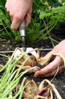 Allium cepa - Harvesting shallots in beds designed for square foot gardening
