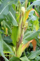 Zea Mays - Sweetcorn cobs ripening in July