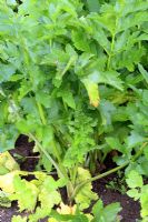 Pastinaca sativa - Parsnips growing in July