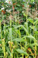 Flowering Zea Mays - Sweetcorn cobs ripening in July