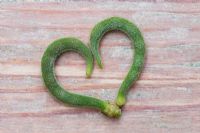 Heart shape made out of two young runner beans on a wooden surface
