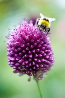 Bumble bee feeding on Allium sphaerocephalon flower