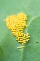 Cabbage white butterfly caterpillar and eggs on a cabbage leaf