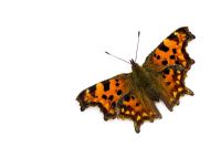 Polygonia c album - Comma butterfly 