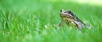Rana temporaria - Common frog amongst grass