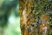 Betula pendula - Trentepohlia algae and lichen on a silver birch tree trunk