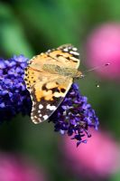 Vanessa cardui - Painted Lady butterfly on Buddleja flowers 