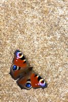 Inachis io - Peacock butterfly on a pathway